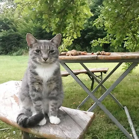 F-1081 Pfarrhof In Garz 公寓 Garz (Rugen)